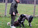 Chiots Kangal LOF à vendre