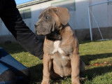 3 chiots Cane Corso LOF à réserver