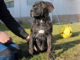 3 chiots Cane Corso LOF à réserver