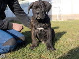 3 chiots Cane Corso LOF à réserver