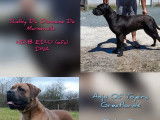3 chiots Cane Corso LOF à réserver