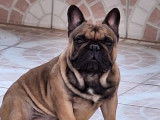 Chien Bouledogue Français LOF pour saillie