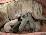 À vendre, 6 chiots Whippet LOF