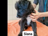 4 chiots de 4 mois à adopter