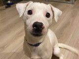 Chien Jack Russell recherche une famille adoptive