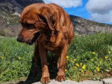 1 chienne marron de 11 ans cherche un panier retraite