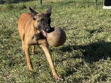 Chiot mâle Berger Malinois de 10 mois à adopter