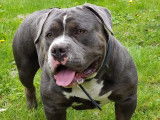 Mâle American Bully pocket pour saillie