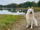 Mâle Berger Blanc Suisse disponible pour saillie
