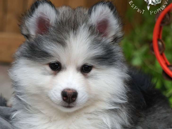 Chiots Pomsky