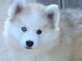 Chiots Pomsky