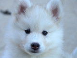 Chiots Pomsky
