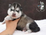 Chiots Pomsky