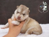 Chiots Pomsky