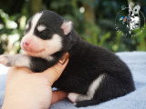 Chiots Pomsky