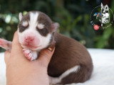 Chiots Pomsky