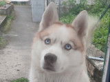 Chien adulte de type Husky Sibérien Mâle à donner