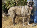 Chien femelle bringé de 4 ans à adopter