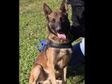 Famille active recherchée pour un chien Berger Malinois de 4 ans