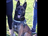 Chien Berger Malinois mâle de 3 ans disponible à l’adoption