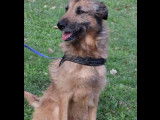 Chien recherche son foyer de rêve