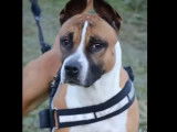 Chienne American Staffordshire Terrier de 3 ans cherche sa famille