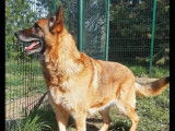 Chienne Berger Allemand à adopter
