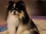 Mâle Spitz Poméranien disponible pour saillie