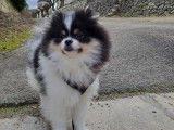 Mâle Spitz Poméranien disponible pour saillie