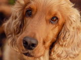 Adoption en cours d’un chien Cocker Spaniel Anglais