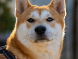 Chien mâle Shiba Inu à la recherche d’un nouveau propriétaire