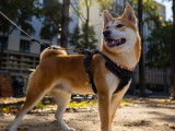 Chien mâle Shiba Inu à la recherche d’un nouveau propriétaire