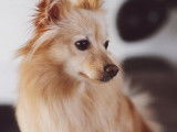 Une chienne beige d’ un an à recueillir