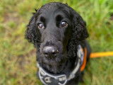 Chien noir de 8 ans à adopter