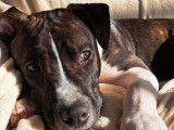Chiot mâle de 8 mois à adopter