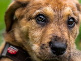Chiot mâle en attente d’adoption