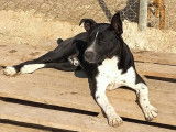 Chien noir et blanc à recueillir