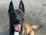 À adopter : chien Berger Malinois de 2 ans