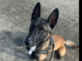 À adopter : chien Berger Malinois de 2 ans