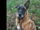 Chien Berger Malinois de 7 ans prêt pour l'adoption