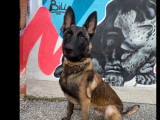 Chien Berger Malinois d'un an à la recherche d’un foyer