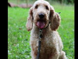 Adoption disponible : chien Griffon Nivernais beige