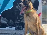 Disponible à l'adoption, chien Berger Malinois de 7 ans