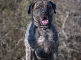 Chien Dogue des Canaries de 4 ans à adopter