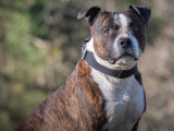 Prêt pour l’adoption, chien Boxer bringé