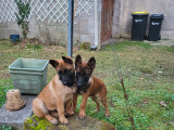 Chiots de type Berger Belge Malinois à vendre (2 mâles)