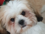 Cherche femelle Shih Tzu pour saillie