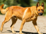 Chien Berger Malinois de 3 ans à la recherche d’une famille