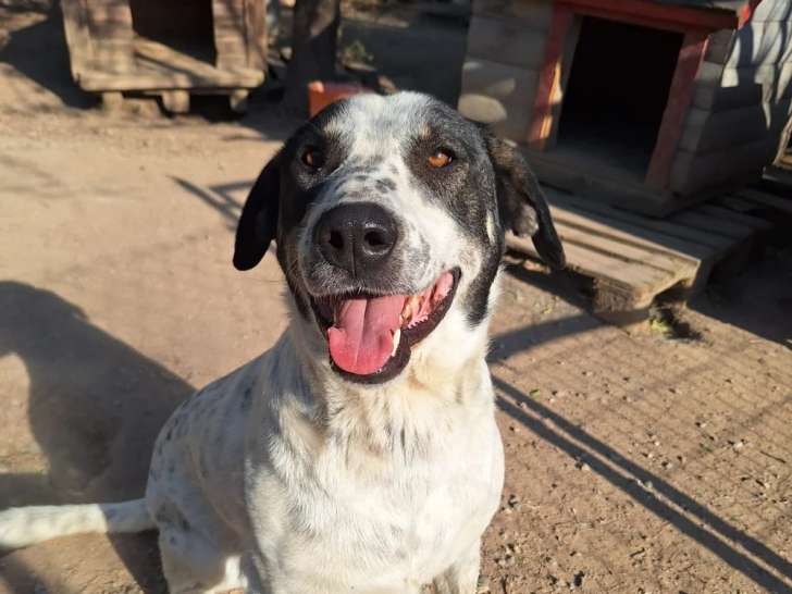 Adam, chien à adopter