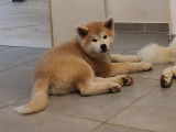 Chiots Akita Inu inscrits au LOF à vendre